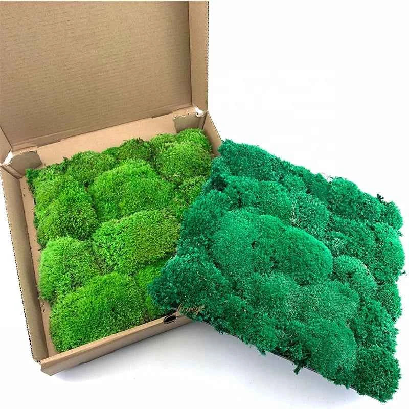 Self-Adhesive Moss Wall Decor - Eco-Friendly Preserved Pole Moss Panel for Interior Home Decor and Diwali