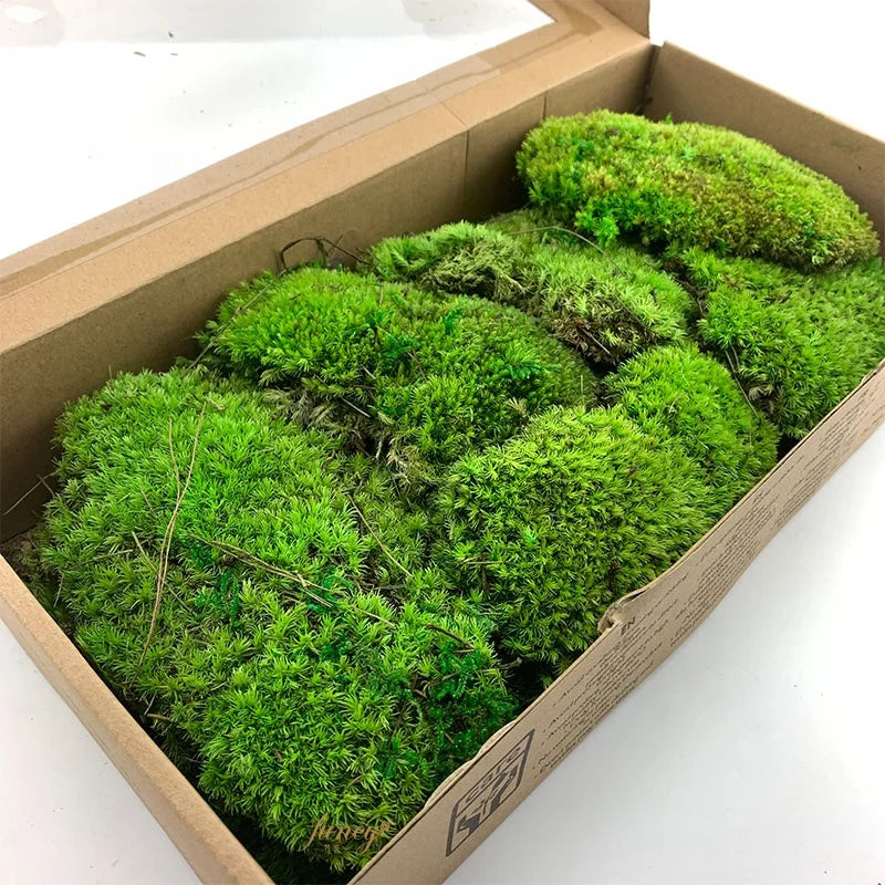 Self-Adhesive Moss Wall Decor - Eco-Friendly Preserved Pole Moss Panel for Interior Home Decor and Diwali